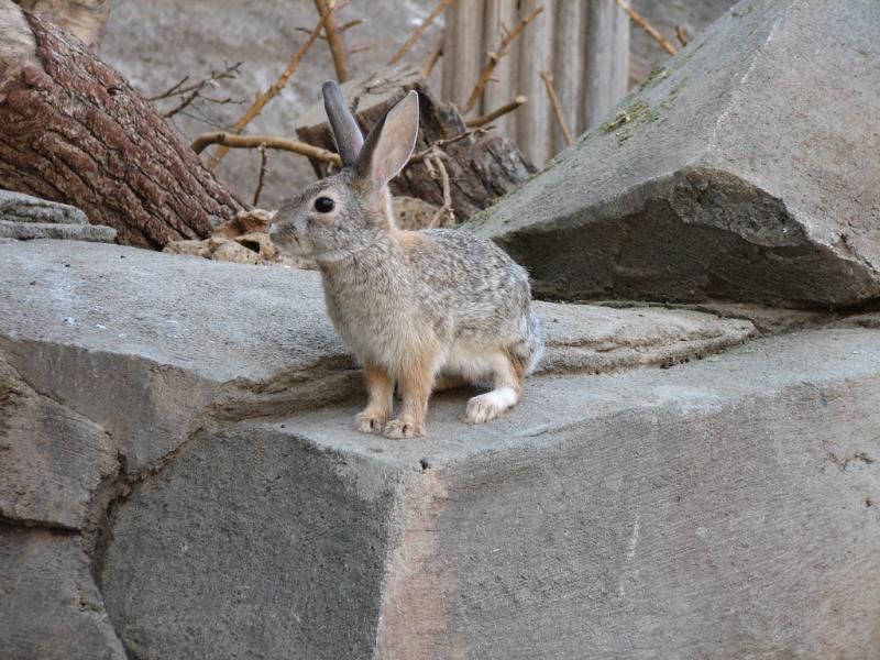 Desert Cottontail | Sylvilagus audubonii photo