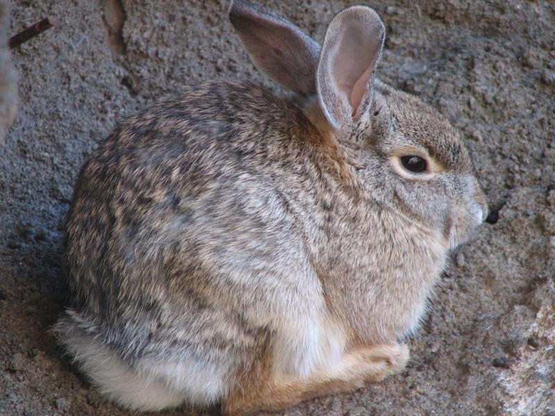 Desert Cottontail | Sylvilagus audubonii photo