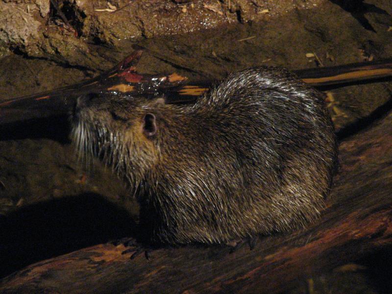 Muskrat | Ondatra zibethicus photo