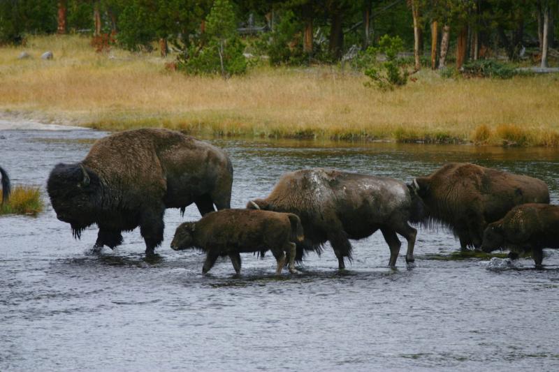 American Bison | Bison bison photo