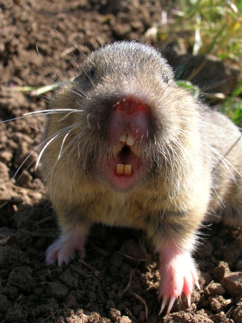 Botta's Pocket Gopher | Thomomys bottae photo