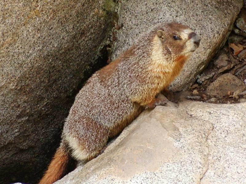 Yellow-bellied Marmot | Marmota flaviventris photo