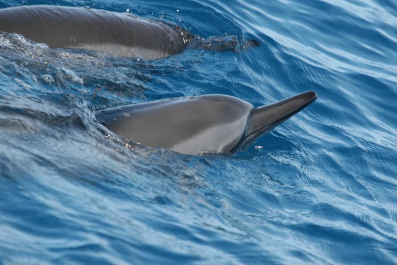 Spinner Dolphin | Stenella longirostris photo