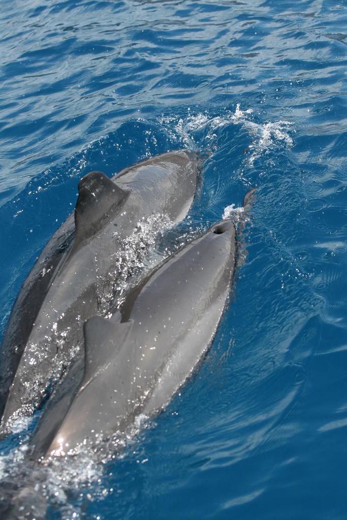 Spinner Dolphin | Stenella longirostris photo