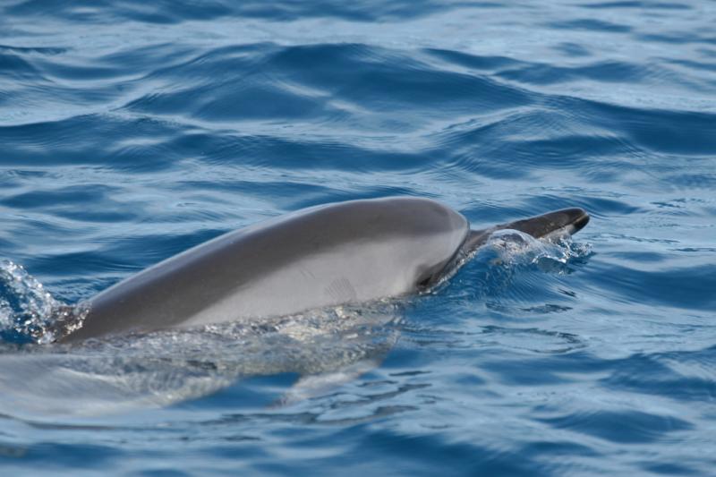 Spinner Dolphin | Stenella longirostris photo