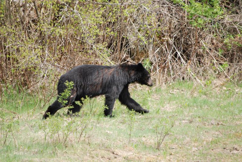 American Black Bear | Ursus americanus photo