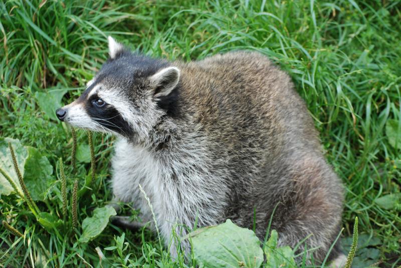 Northern Raccoon | Procyon lotor photo