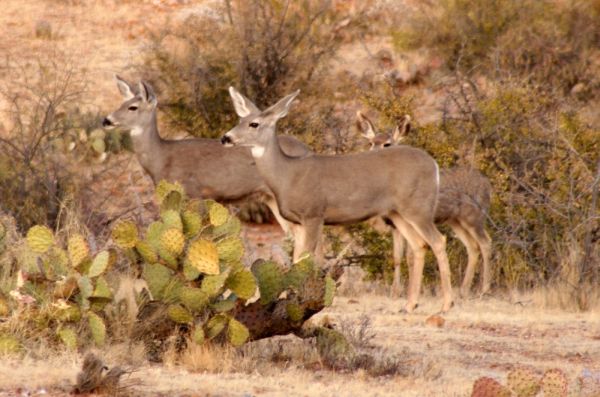 Mule Deer | Odocoileus hemionus photo