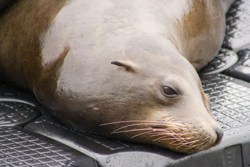 California Sea Lion | Zalophus californianus photo