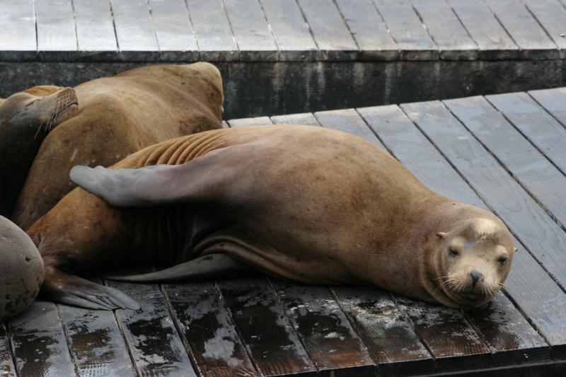 California Sea Lion | Zalophus californianus photo