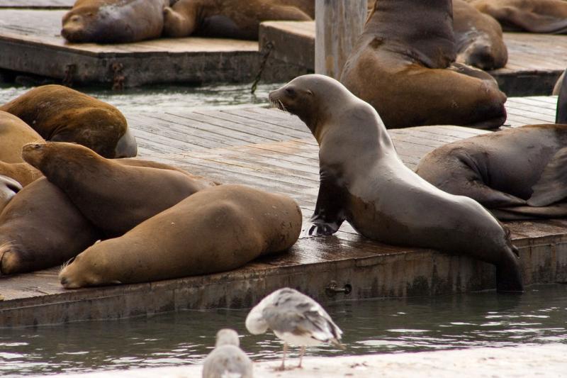 California Sea Lion | Zalophus californianus photo