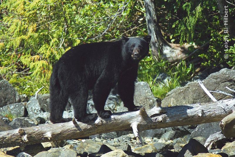 American Black Bear | Ursus americanus photo