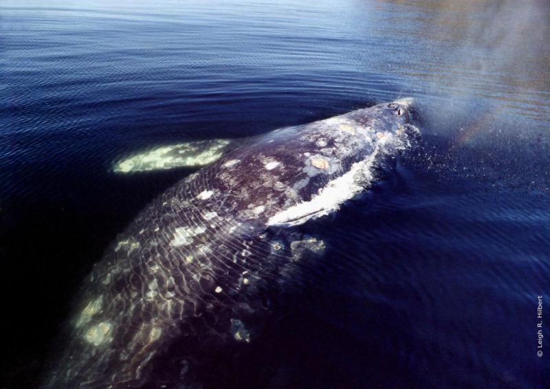 Gray Whale | Eschrichtius robustus photo