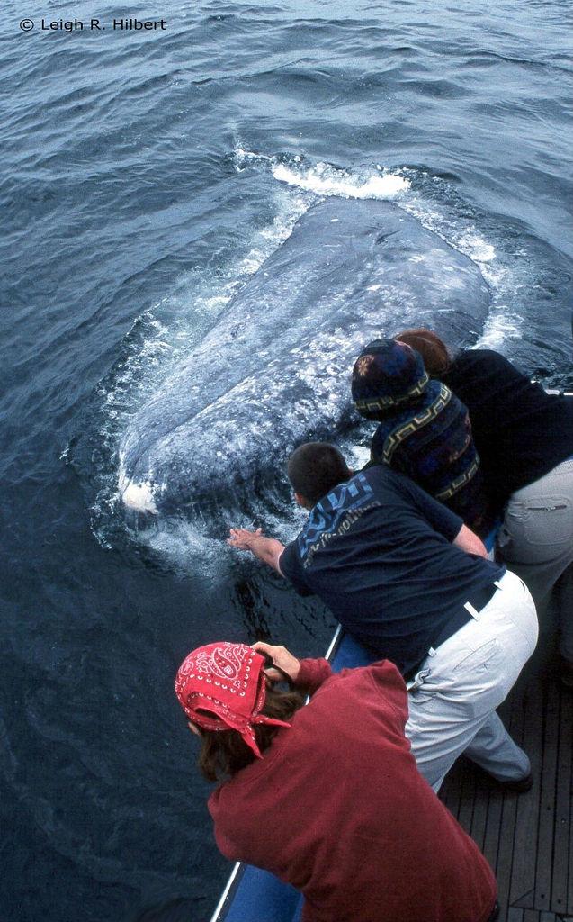 Gray Whale | Eschrichtius robustus photo