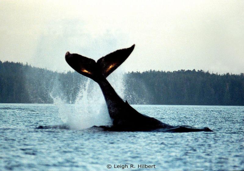 Humpback Whale | Megaptera novaeangliae photo