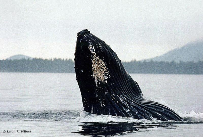 Humpback Whale | Megaptera novaeangliae photo