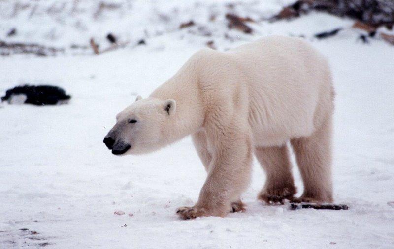 Polar Bear | Ursus maritimus photo