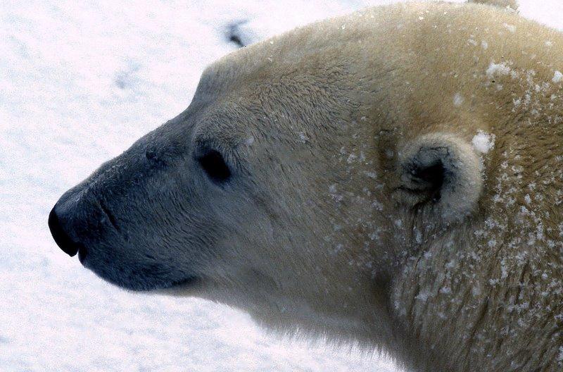 Polar Bear | Ursus maritimus photo