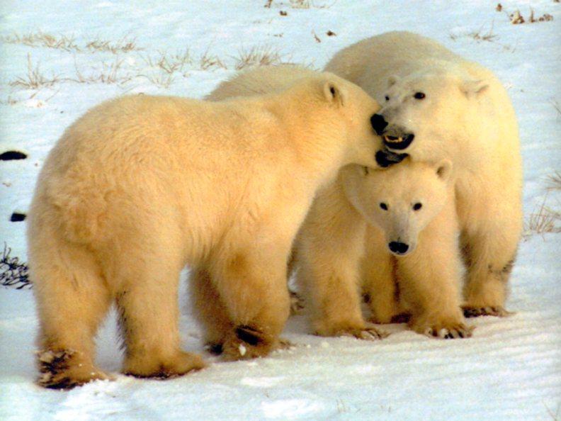 Polar Bear | Ursus maritimus photo