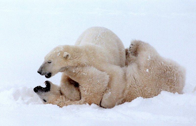 Polar Bear | Ursus maritimus photo