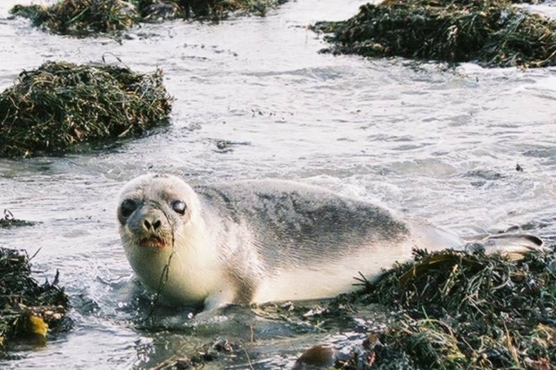 Hooded Seal | Cystophora cristata photo