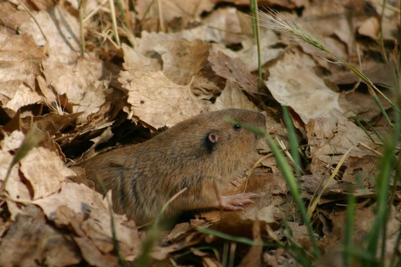 Botta's Pocket Gopher | Thomomys bottae photo