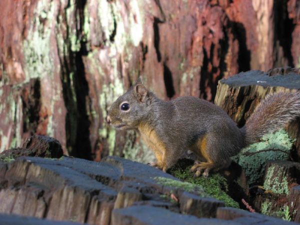 Douglas' Squirrel | Tamiasciurus douglasii photo