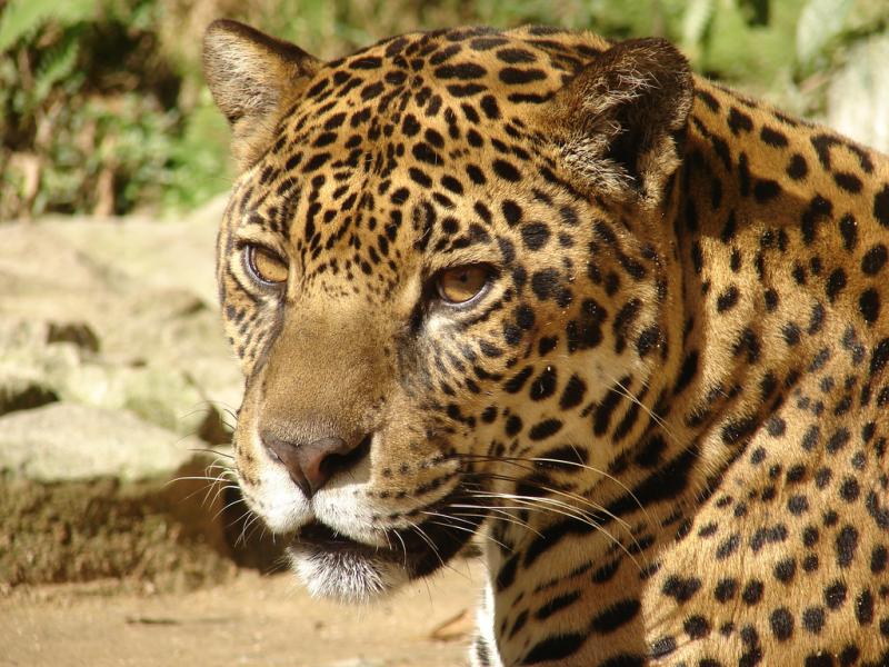 Jaguar | Panthera onca photo