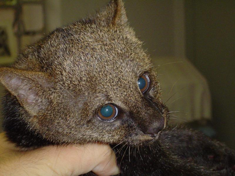 Jaguarundi | Puma yaguarondi photo