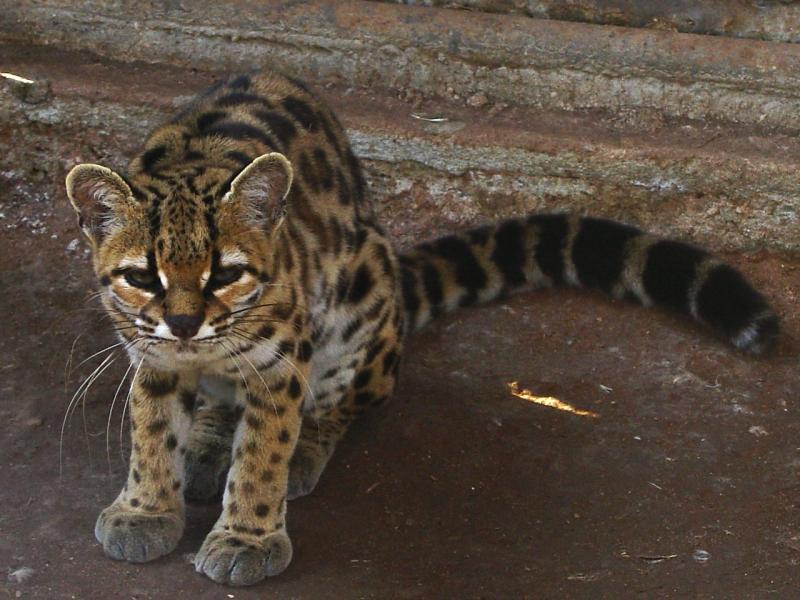 Margay | Leopardus weidii photo