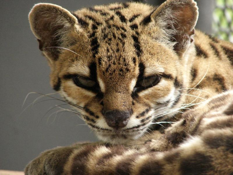 Margay | Leopardus weidii photo