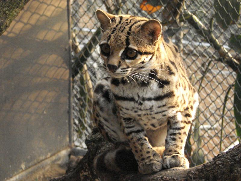 Margay | Leopardus weidii photo