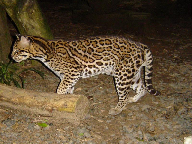 Ocelot | Leopardus pardalis photo