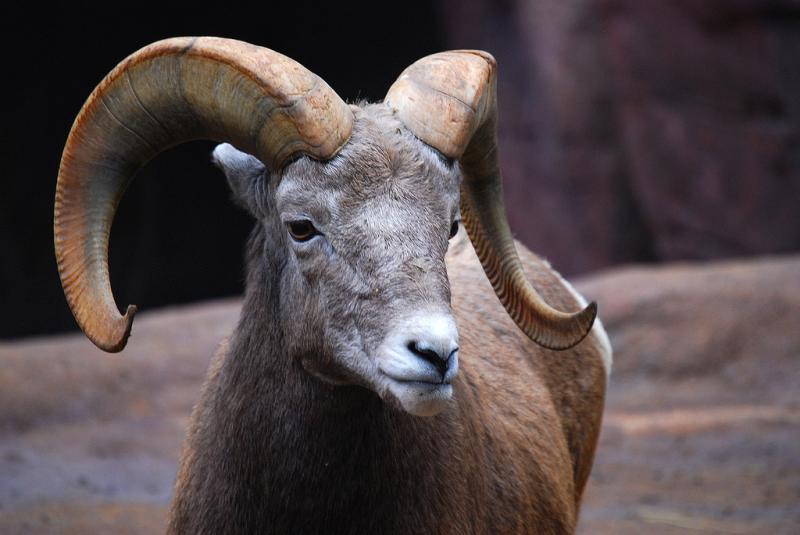 Bighorn Sheep | Ovis canadensis photo