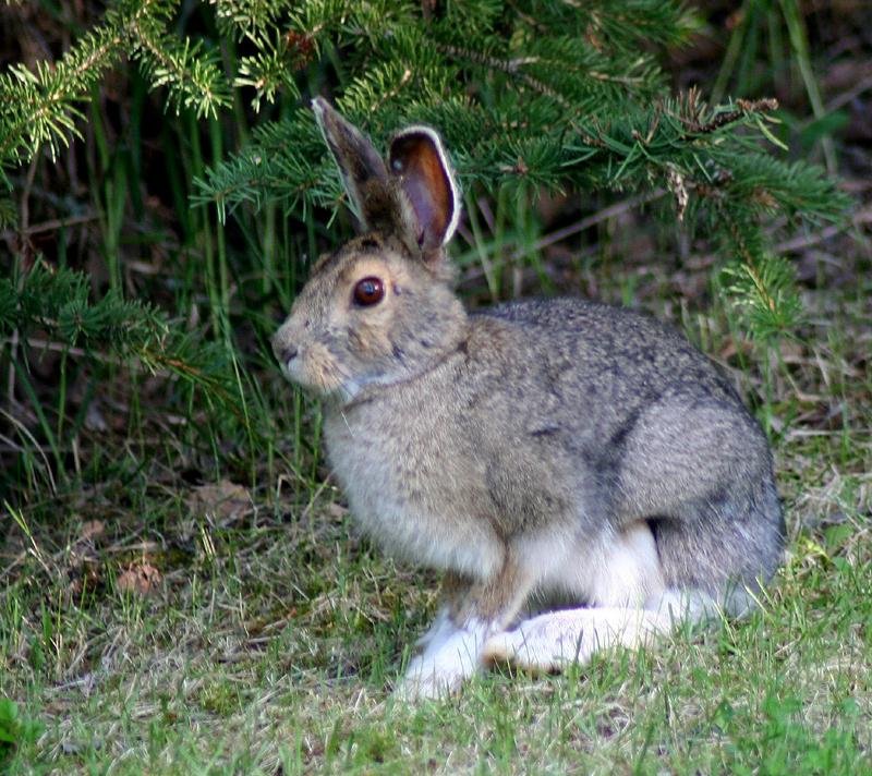 Snowshoe Hare | Lepus americanus photo