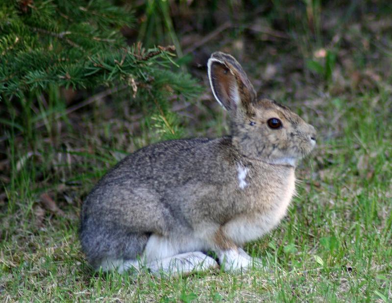 Snowshoe Hare | Lepus americanus photo