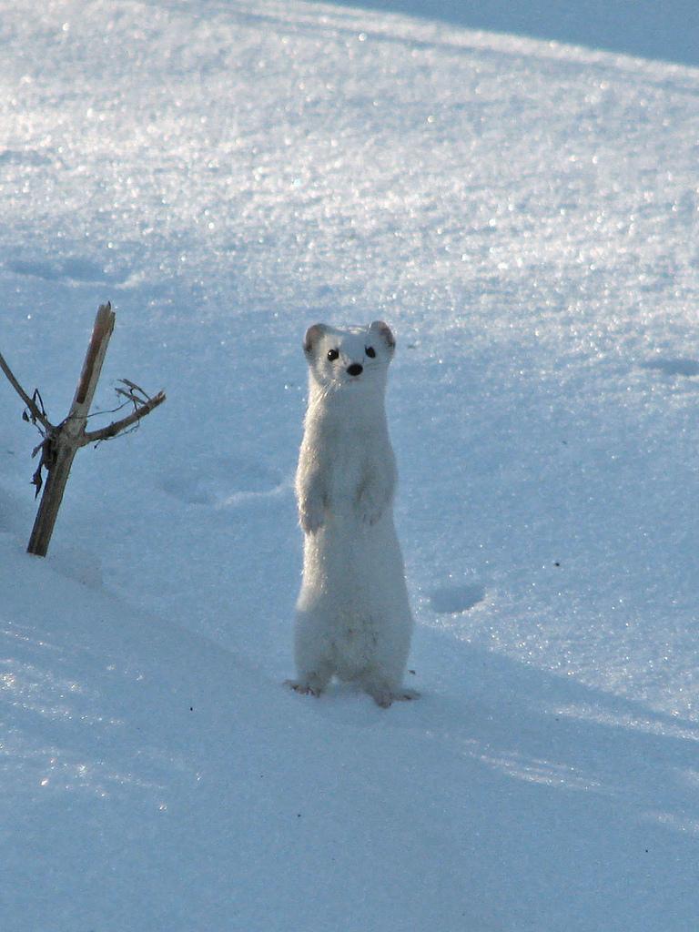 Least Weasel | Mustela nivalis photo