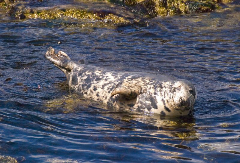 Gray Seal | Halichoerus grypus photo