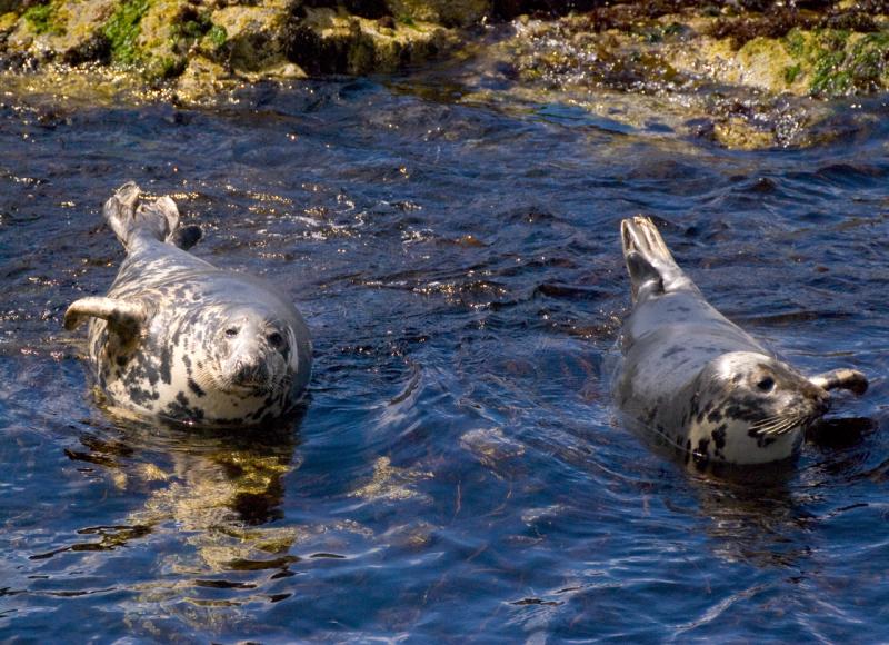 Gray Seal | Halichoerus grypus photo