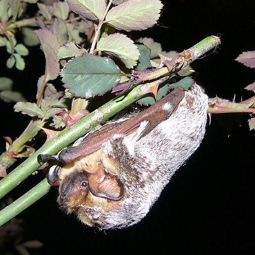 Hoary Bat | Lasiurus cinereus photo