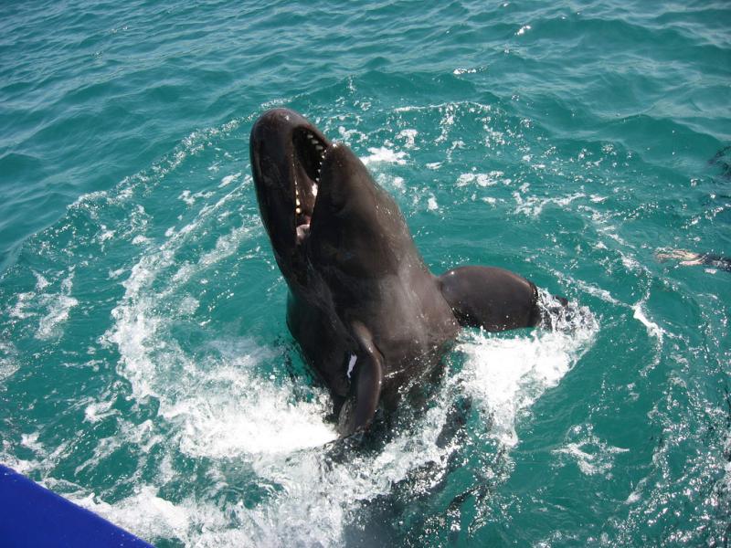 False Killer Whale | Pseudorca crassidens photo