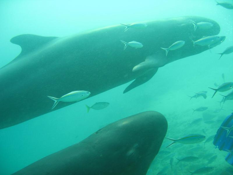 False Killer Whale | Pseudorca crassidens photo