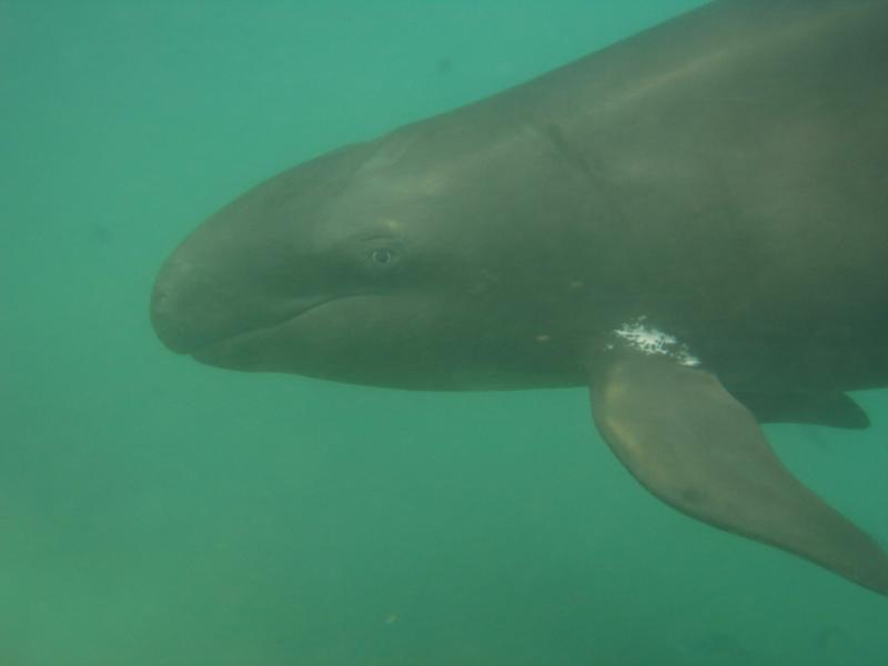 False Killer Whale | Pseudorca crassidens photo