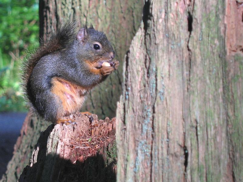 Douglas' Squirrel | Tamiasciurus douglasii photo