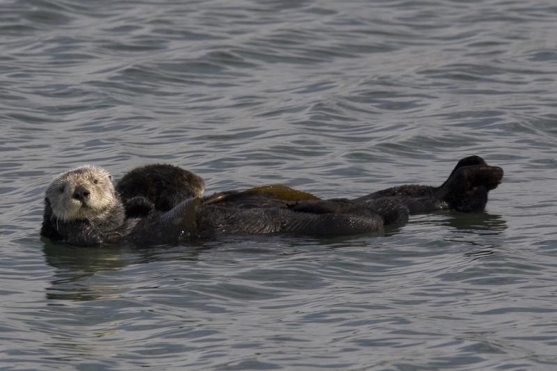 Sea Otter | Enhydra lutris photo