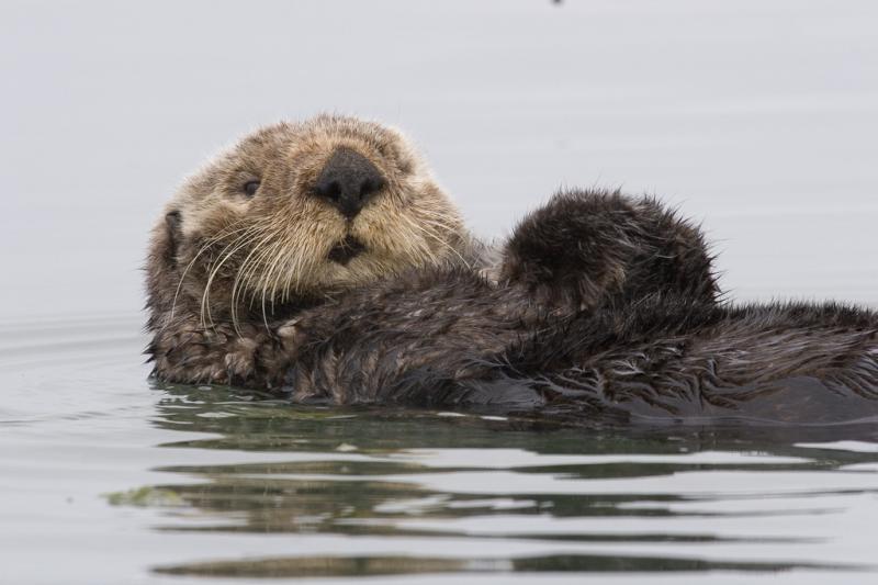 Sea Otter | Enhydra lutris photo