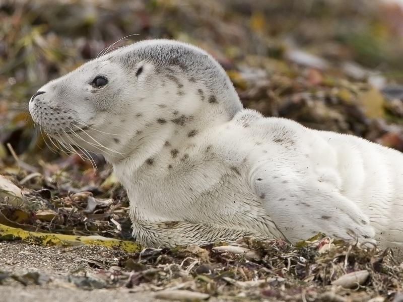 Harbor Seal | Phoca vitulina photo