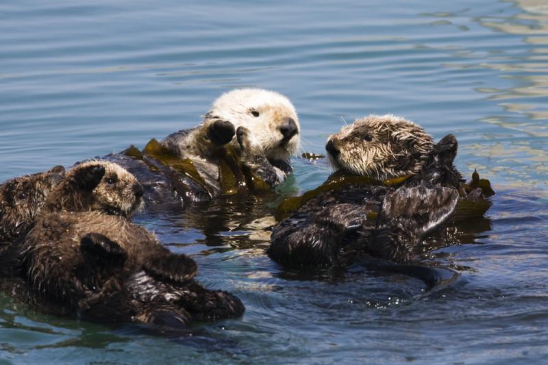 Sea Otter | Enhydra lutris photo