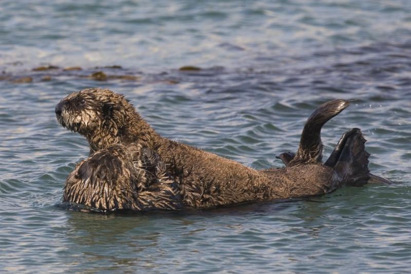 Sea Otter | Enhydra lutris photo