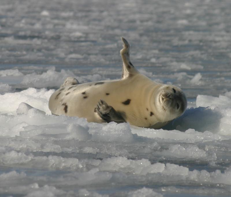 Harp Seal | Phoca groenlandica photo